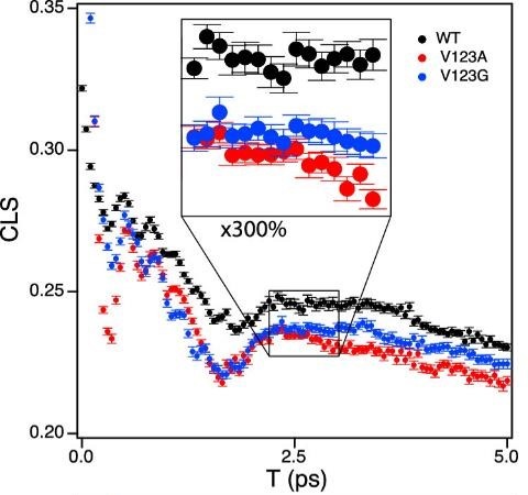 The CLS of FDH exhibits oscillations on the ps timescale