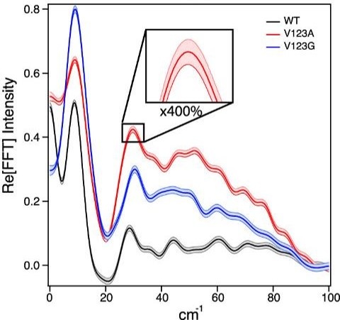 The amplitude of the oscillations increase as mutations create more space in the active site.